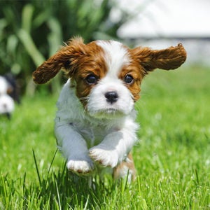 Cavalier King Charles Spaniel running outdoors.