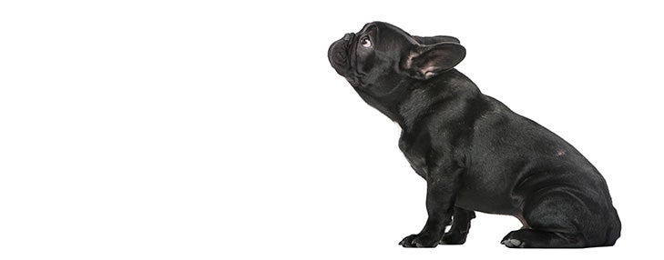 French Bulldog puppy sitting in profile.