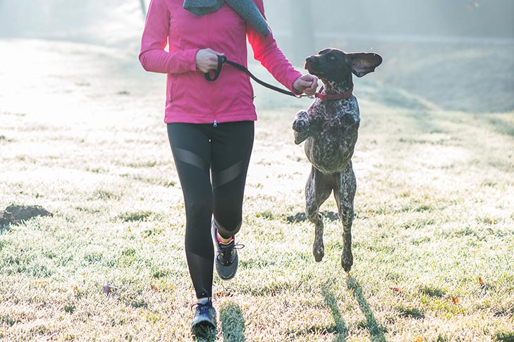 German Shorthaired Pointer running with a woman in the early morning.